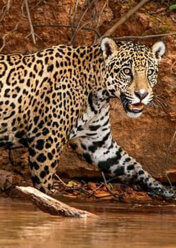 Jaguar