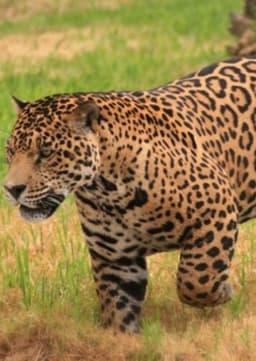Jaguar