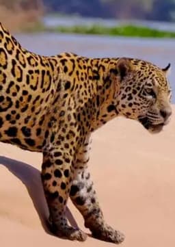 Jaguar