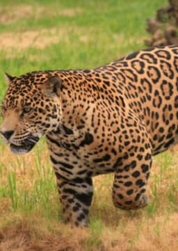 Jaguar