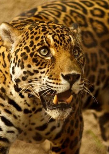 Jaguar