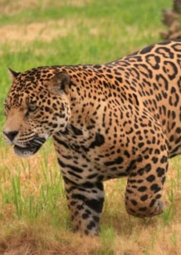Jaguar