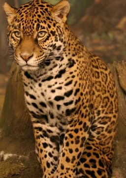 Jaguar