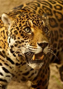 Jaguar