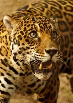 Jaguar
