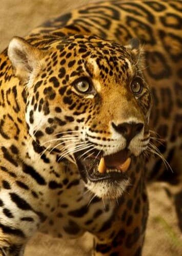 Jaguar