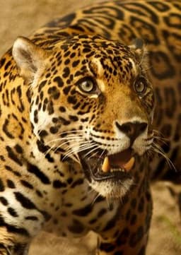 Jaguar