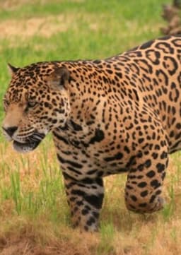 Jaguar