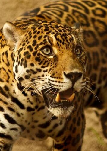 Jaguar