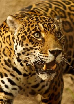 Jaguar