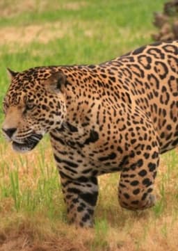Jaguar