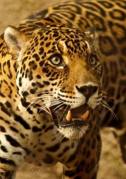 Jaguar