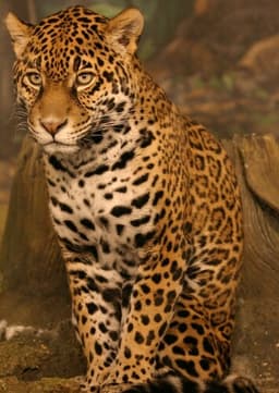 Jaguar