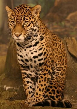 Jaguar