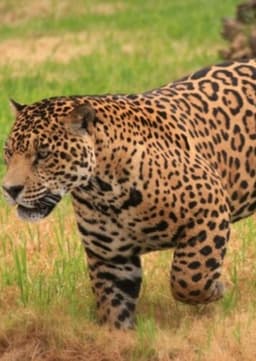 Jaguar