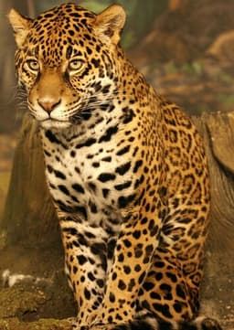Jaguar