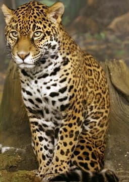 Jaguar