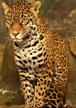 Jaguar