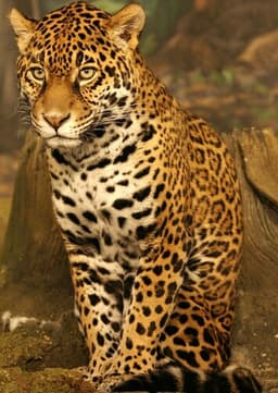 Jaguar