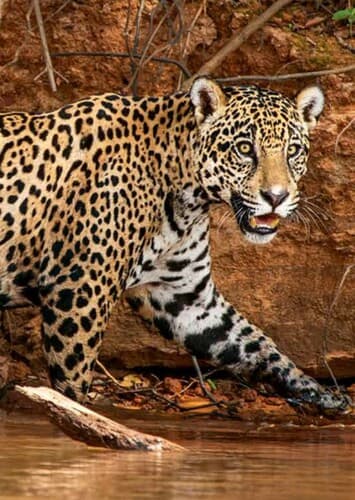 Jaguar