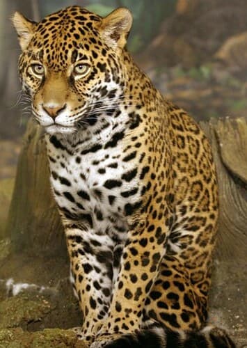 Jaguar