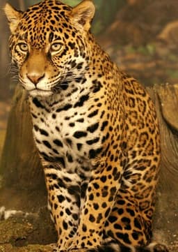 Jaguar