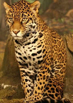 Jaguar