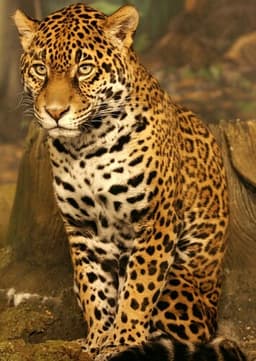 Jaguar