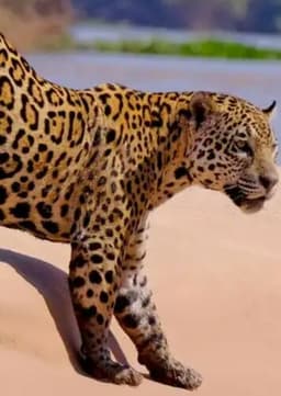 Jaguar