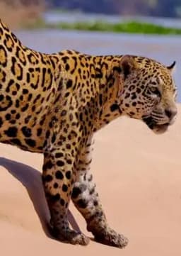 Jaguar