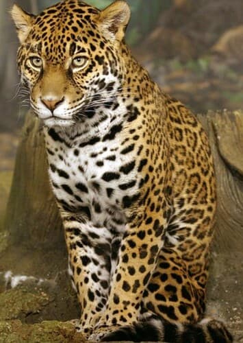 Jaguar