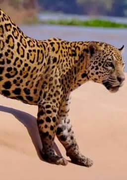 Jaguar