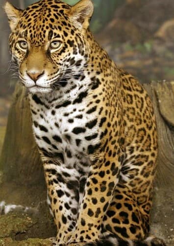 Jaguar