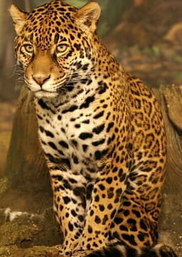 Jaguar