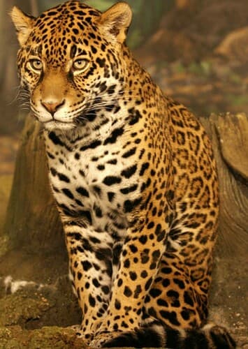Jaguar
