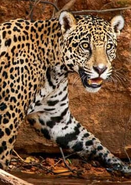 Jaguar
