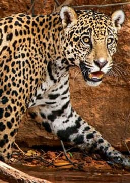 Jaguar