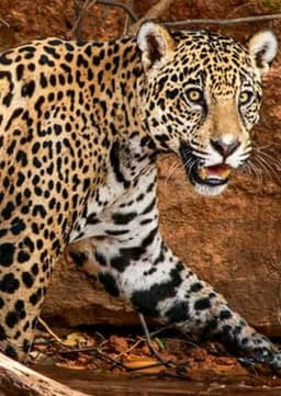 Jaguar