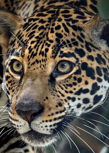 Jaguar