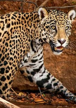 Jaguar