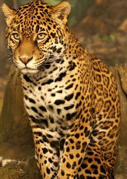 Jaguar