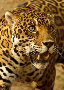 Jaguar