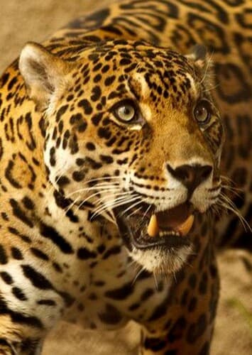 Jaguar