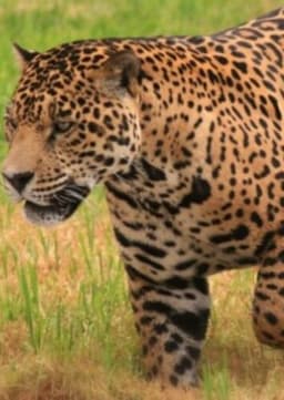 Jaguar