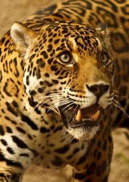 Jaguar