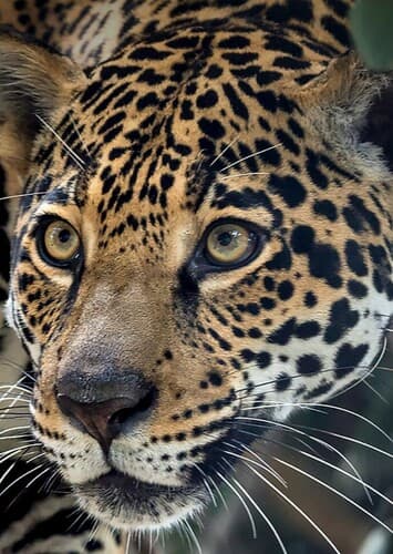 Jaguar
