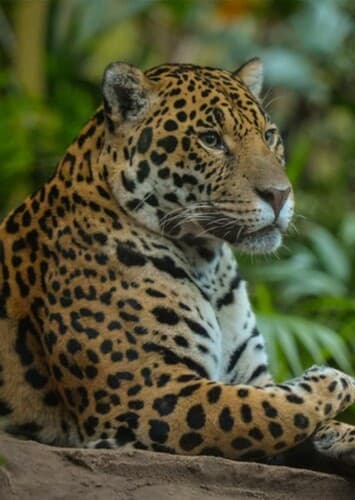 Jaguar