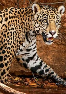 Jaguar