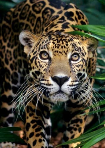 Jaguar