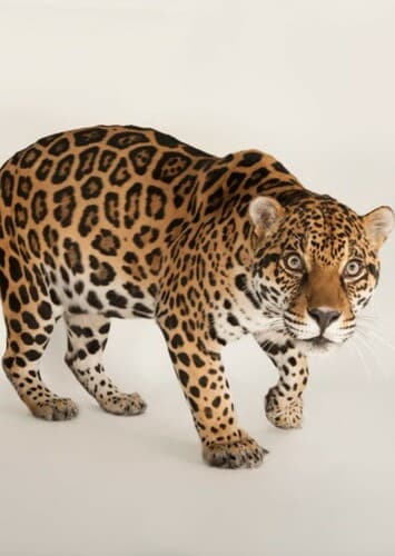 Jaguar